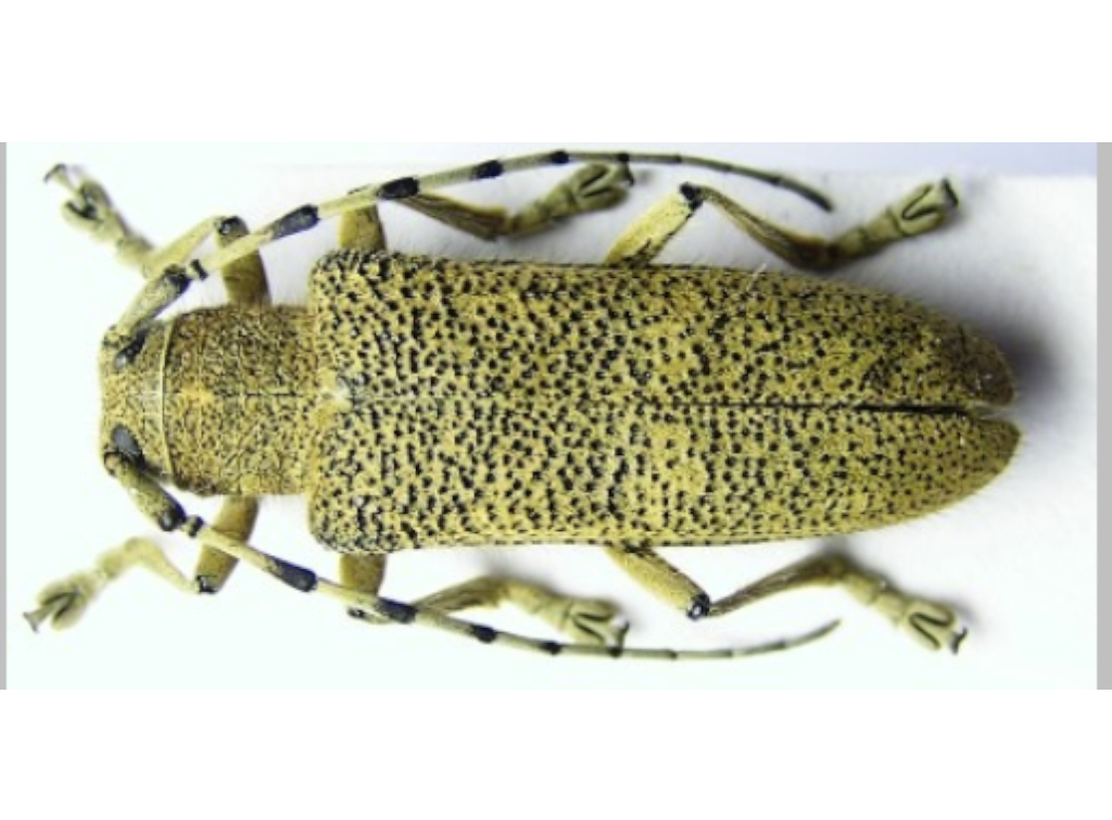 2026. aasta metsaputukas on suur-haavasikk